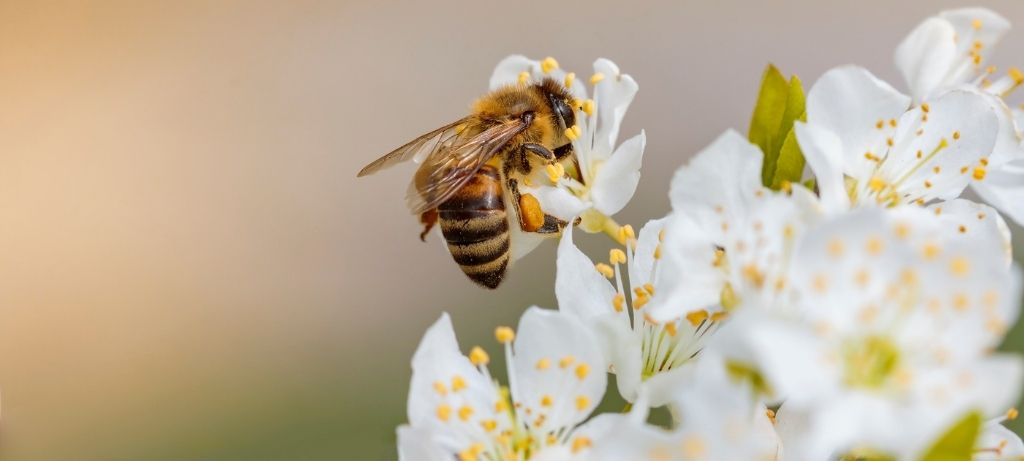 Allergy and Hayfever Testing 