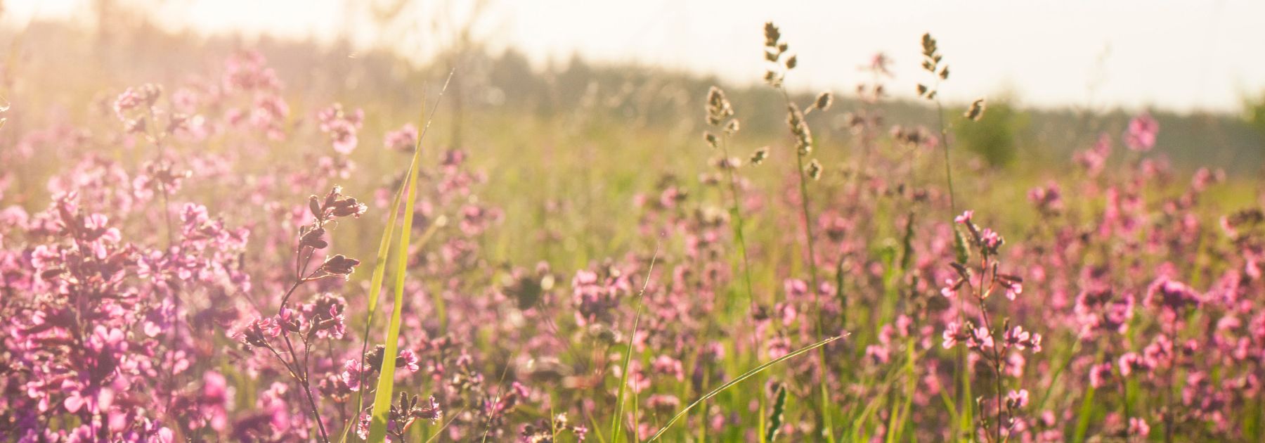 hay fever injection Leicestershire 