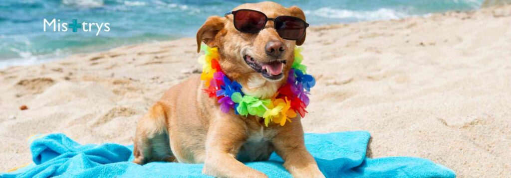 Dog on vacation - highlighting rabies risks 